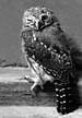 owl photo