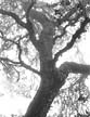 oak tree photo