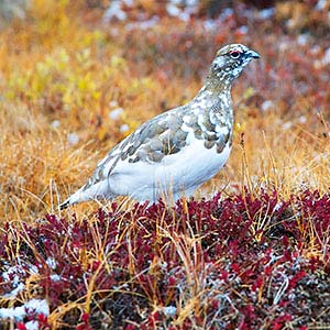 ptarmigan on tundra