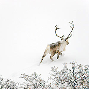 caribou on snow