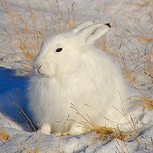 arctic hare