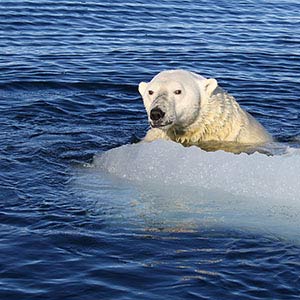 swimming polar bear